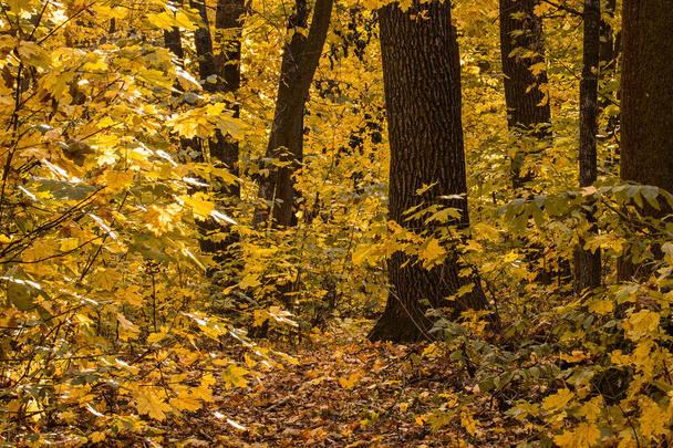 jasná podzimní divočina se žlutým listím krásný les zblízka příroda a životní prostředí koncept - Fotografie, Obrázek
