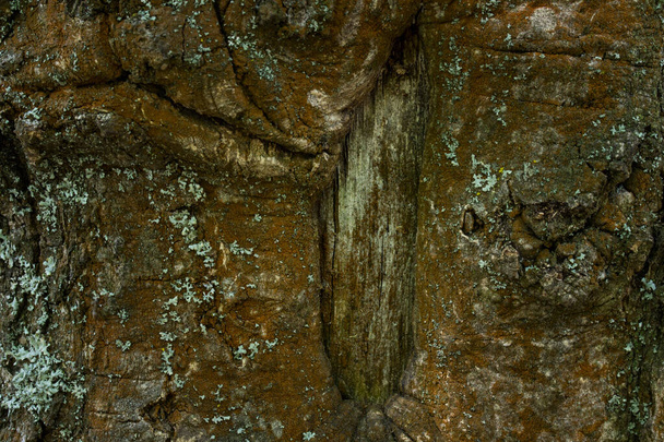 Eski bir orman ağacının kahverengi kabuğu vahşi yaşam konsepti için kısmen budanmış doğal yapı malzemesi duvar kağıdı. - Fotoğraf, Görsel
