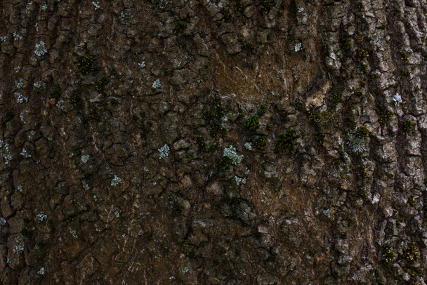 brown surface of a forest tree closeup wallpaper for design concept wildlife - Photo, Image