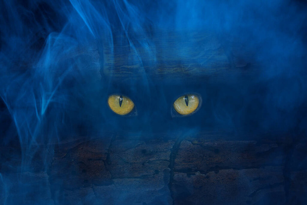 the brilliant orange eyes of the wild beast of the mystical demon sparkle in the night blue mist concept of halloween fantastic nature - Photo, Image