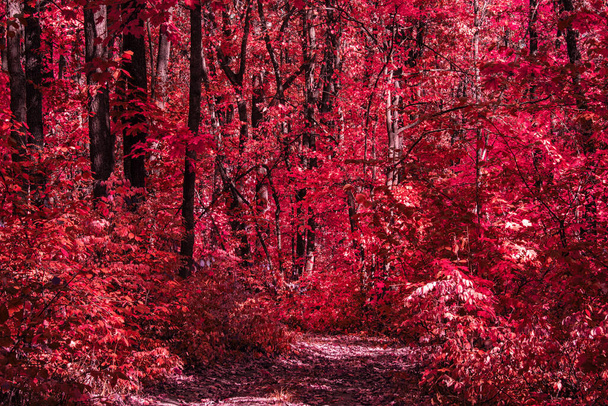 Forêt mystique d'automne rouge avec de grands arbres et concept de sentier de la nature et de l'environnement - Photo, image