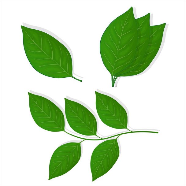 ブルーベリーの緑の葉のセット白い背景に隔離されたウェブのためのイラスト - ベクター画像
