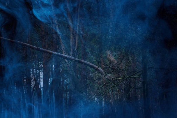 natural background tall pine trees covered with blue ghostly mist nature and halloween concept - Photo, Image