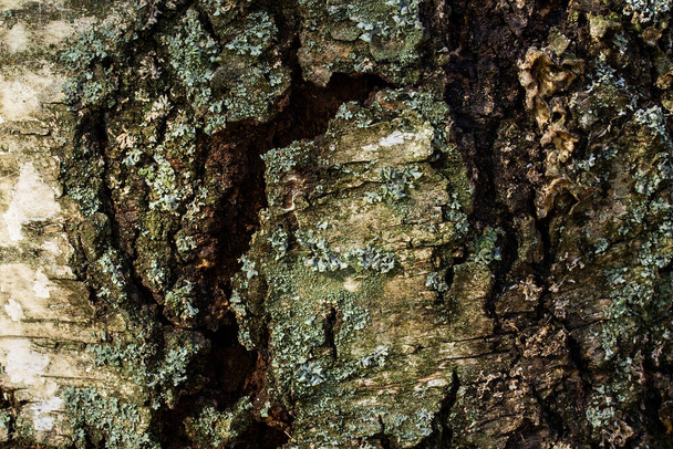 fantasy tekstury pnia drzewa leśnego zbliżenie tajemnicze ciemne pęknięcie i światło słoneczne naturalne tło dla projektowania - Zdjęcie, obraz