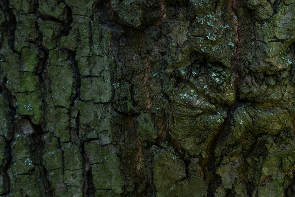 mysterious texture of a forest tree trunk bewitching natural patterns dark cracks wallpapers design mysterious nature concept - Photo, Image