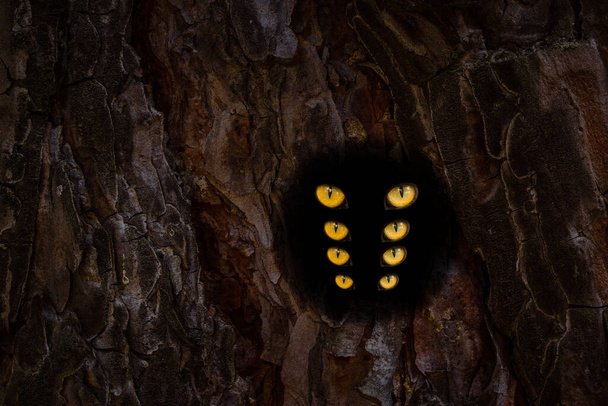neljä paria oranssi silmät kimallus pyöreä ja tumma ontto puunrunko lähikuva luonnonvaraisten eläinten käsite - Valokuva, kuva