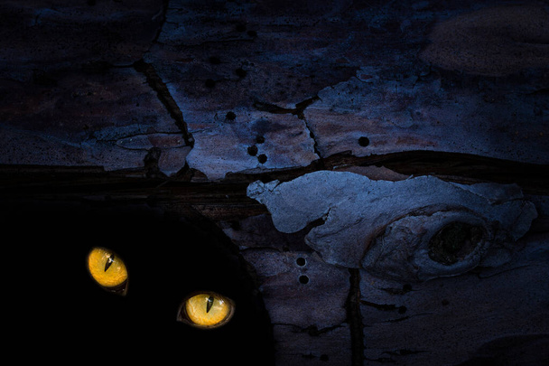les grands yeux orangés d'une bête sauvage scintillent dans les trous sombres de l'écorce d'un concept d'arbre sauvage - Photo, image