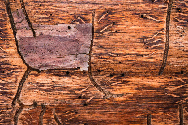 mystieke patronen achtergelaten door insecten op het oppervlak van een dennenboom met een geschilde schors close-up van een natuurlijke achtergrond voor ontwerp - Foto, afbeelding