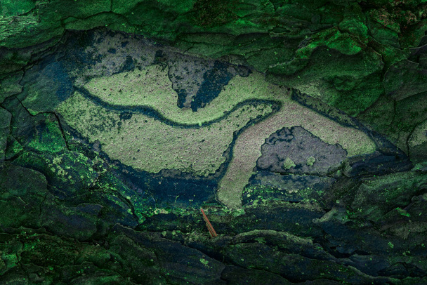 Forêt naturelle à la surface du pin. Décryptages Atmosphère mystérieuse Arrière-plan design - Photo, image