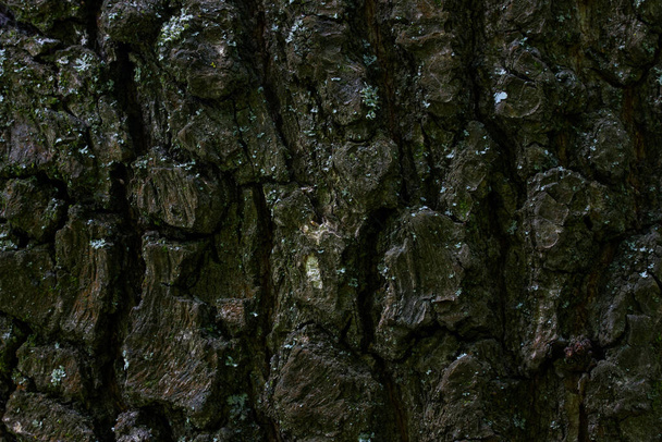 cracked dark tree bark close-up mysterious patterns cracks forest background for design - Photo, Image