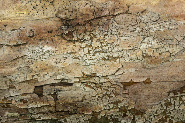 texture of cracked bark on the surface of a pine trunk close-up natural background for design - Фото, изображение