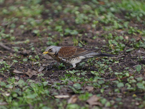 Fieldfare on the early spring grass - Photo, Image