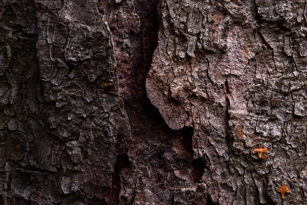 texture corteccia grigio scuro di un albero con una grande crepa misteriosa al centro dello sfondo naturale per il design - Foto, immagini