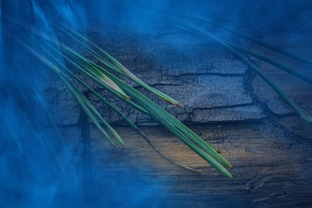 Textur aus rissiger Kiefernrinde mit grünen Nadeln blau mystischer Nebel Wildtierkonzept - Foto, Bild