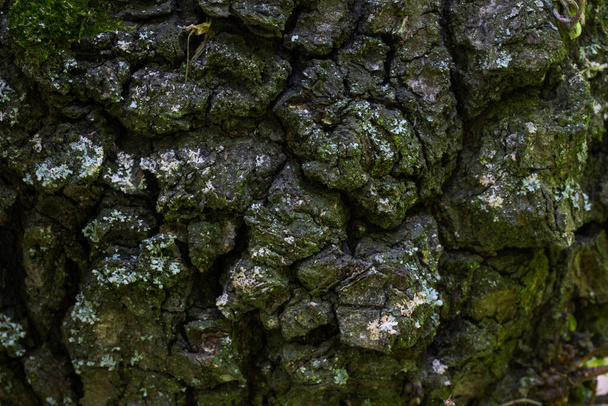tree bark natural pattern on the trunk of a forest plant close-up edges blurred wallpaper for design wildlife world - Photo, Image