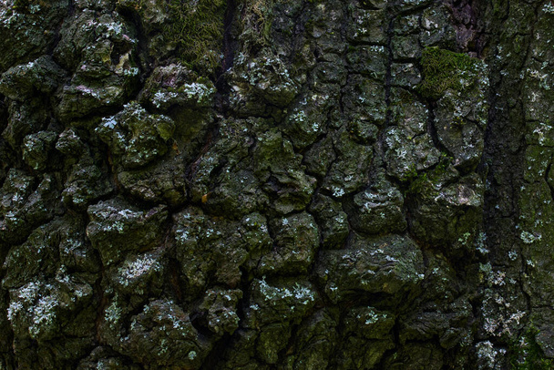 la corteza del árbol está parcialmente cubierta con musgo verde mosaico natural que consiste en piezas y grietas oscuras fondo de pantalla brillante para el diseño - Foto, Imagen