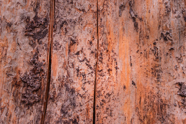 textura brillante de madera de pino por la tarde con grietas verticales oscuras y corteza raspada fondo natural para el diseño - Foto, Imagen