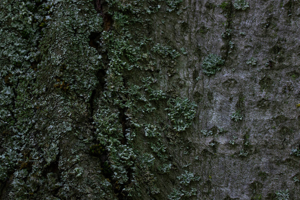 the fabulous bark of a forest tree is covered with moss and thin mysterious cracks bewitching pattern wallpaper for design concept wildlife - Foto, Imagem