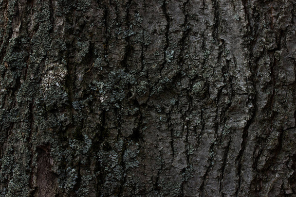 superficie no lisa del tronco del árbol cubierto con corteza gris primer plano concepto fauna naturaleza bosque fondo - Foto, Imagen