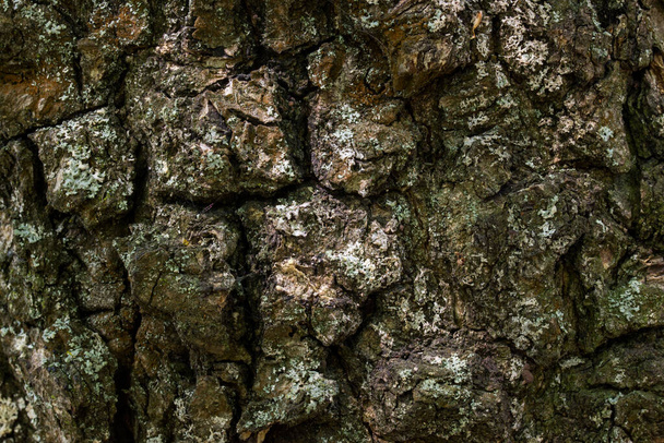 Yaşlı bir orman ağacının kabuğu karanlık ince çatlakları kapatır vahşi yaşam konsepti için gizemli duvar kağıtlarını büyüler. - Fotoğraf, Görsel
