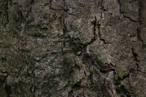 texture of gray bark covering a forest tree trunk bewitching natural pattern concept wildlife wallpaper design - Photo, Image