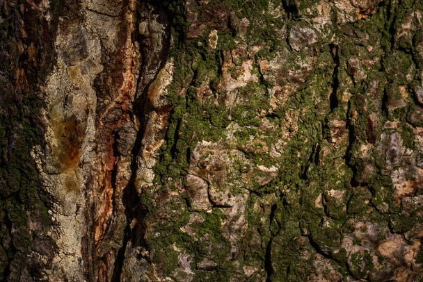 evening tree trunk covered with green moss closeup natural texture for design - Fotó, kép