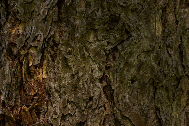 corteza de un árbol forestal viejo y misterioso textura fondo de pantalla de primer plano para el concepto de diseño fauna - Foto, imagen