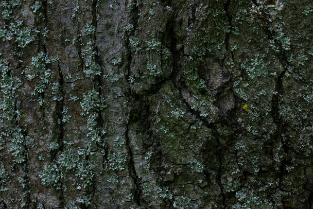 Bir ağaç gövdesindeki koyu ince çatlaklar bir orman bitkisi duvar kağıdının gizemli dokusunu tasarım konsepti için kapatır. - Fotoğraf, Görsel