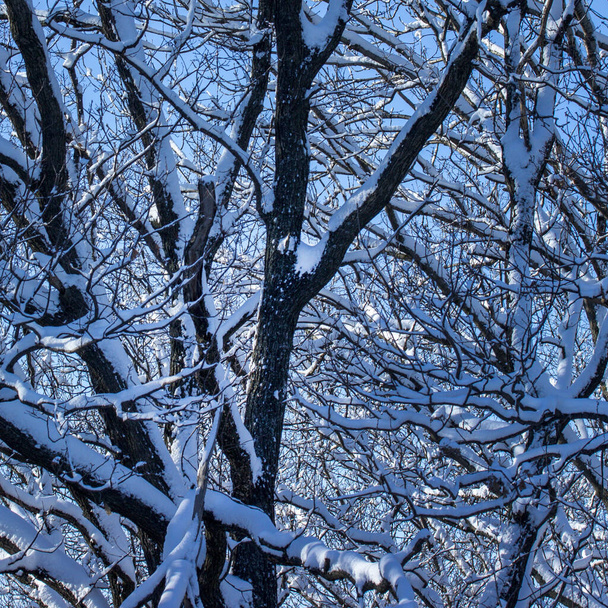 winter background branches of tall trees covered with snow beauty of nature - Valokuva, kuva