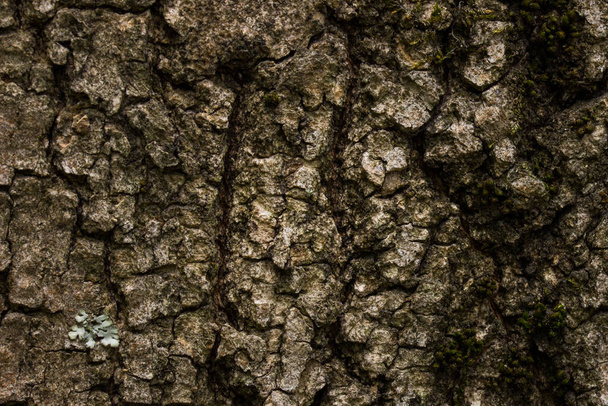 Baumstamm Textur nicht glatte Oberfläche einer Waldpflanze Nahaufnahme Tapete für Design-Konzept Tierwelt - Foto, Bild