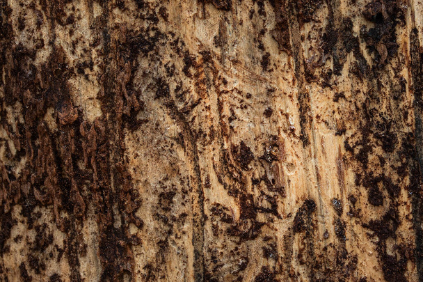 textura de madera de pino con corteza pelada primer plano fondo industrial natural para el diseño - Foto, Imagen