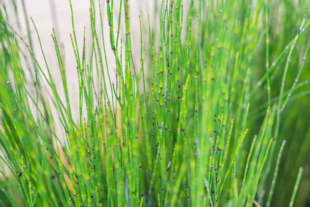 close up image of Equisetum hyemale fern day time. - Photo, Image