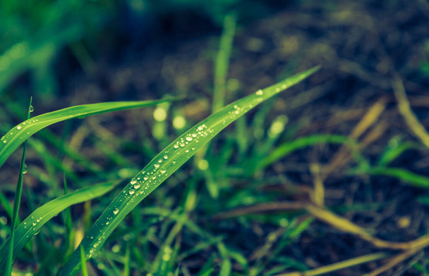 Klasik ton. Sabah vakti çiğ taneli çimen tarlası görüntüsü.. - Fotoğraf, Görsel