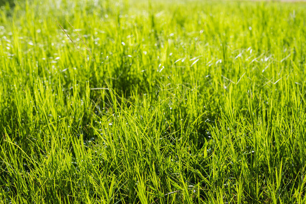 изображение зеленого травяного поля в утреннее время для фонового использования - Фото, изображение