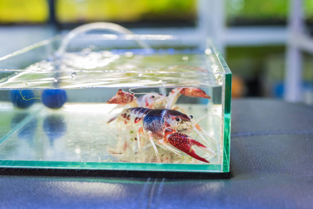 Привид Мікс раків (Procambous clarki) в акваріумі танк
. - Фото, зображення