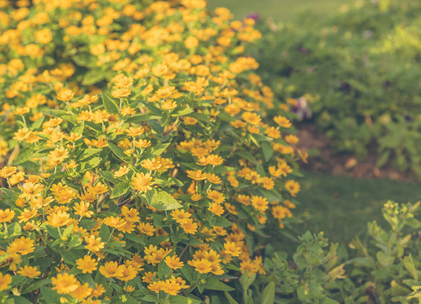 庭の小さな黄色い星の花(Melampotium Divaricatum)の写真. - 写真・画像