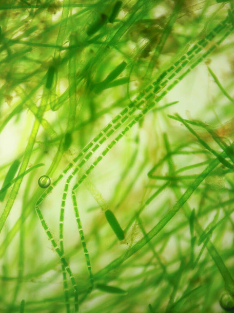 close up shot of hair algae cell under microscope. - Fotografie, Obrázek