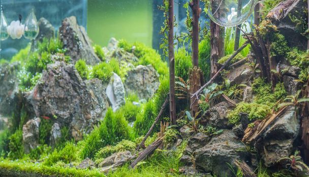close up image of forest in nature style aquarium tank with a variety of aquatic plants inside - Photo, Image