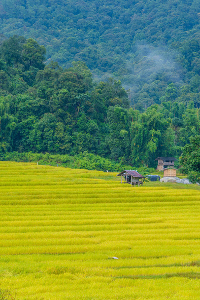 εικόνα της ομορφιάς ηλιόλουστη μέρα στο χρυσό τομέα ρυζιού στο Mae Klang Luang Home Stay στο Doi Inthanon εθνικό πάρκο Chiang Mai, Ταϊλάνδη. (κατακόρυφα) - Φωτογραφία, εικόνα