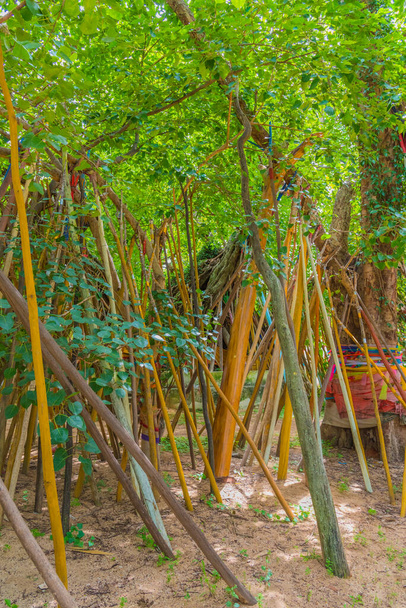 Kruizen onder Bodhi bomen bij phra tad lampang luang in de provincie Lampang, Thailand. - Foto, afbeelding