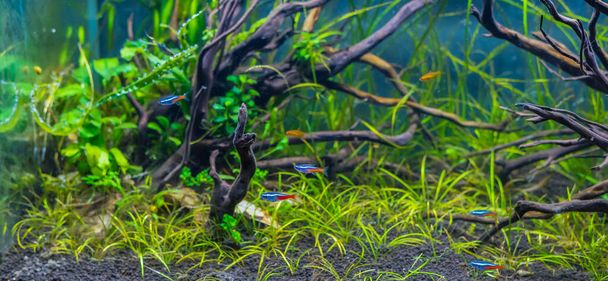 image of aquarium tank with a variety of aquatic plants inside by nature style concept. - Photo, Image