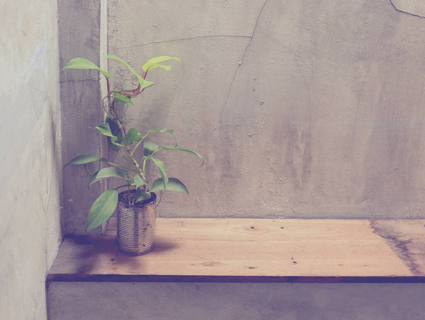 vintage tone image of plant in can with cement wall background. - Фото, зображення