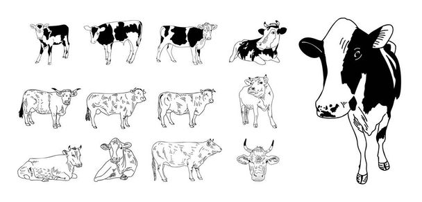 Kráva izolovaná na bílém, ručně kreslená vektorová ilustrace.  - Vektor, obrázek
