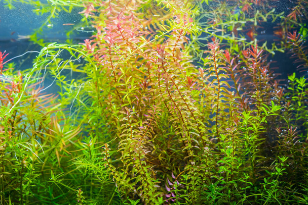 close up image of aquarium tank with Rotala macranda and variety of aquatic plants inside. - Photo, Image