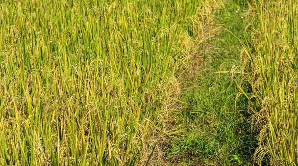 image of rice field on day time for background . - Photo, Image