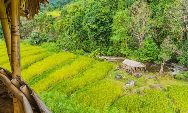 εικόνα της ομορφιάς ηλιόλουστη μέρα στο χρυσό τομέα του ρυζιού με καλύβα κοντά στο ποτάμι στο Mae Klang Luang Home Stay in Doi Inthanon εθνικό πάρκο Chiang Mai, Ταϊλάνδη. - Φωτογραφία, εικόνα