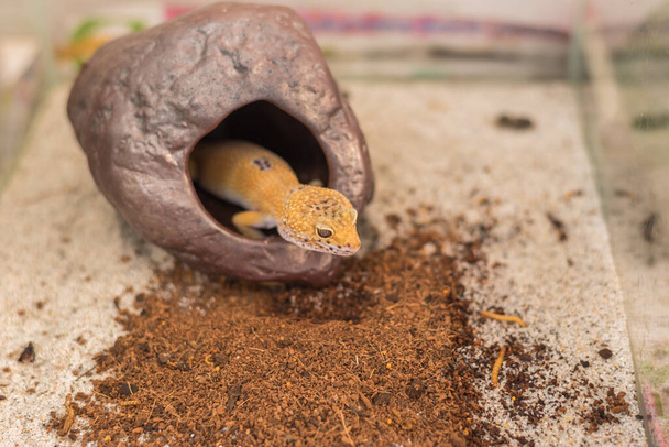 zdjęcie jaszczurki (Eublepharis macularius) i ula na piasku. - Zdjęcie, obraz