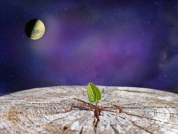 Невеликий лист опалого дерева з видом на відкритий простір. Нове життя у всесвіті. Життя в космосі. Врятуйте планету. Вижив. Листя росте на місці розпиляного дерева. Екологічні проблеми. Глобальні проблеми Землі
 - Фото, зображення