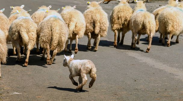 Χαριτωμένο αρνί τρέχει μετά από ένα κοπάδι πρόβατα - Φωτογραφία, εικόνα