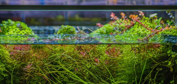 immagine ravvicinata del serbatoio dell'acquario con una varietà di piante acquatiche all'interno. - Foto, immagini